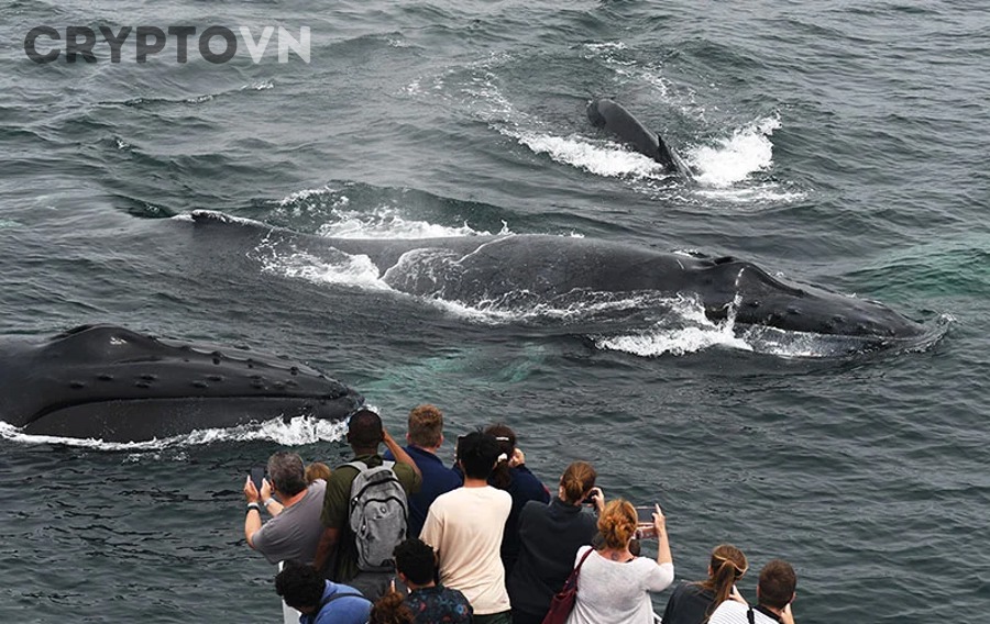 Cách Tránh Bị Kẹt Khi Whale Xả Crypto: Nhận Diện Bẫy Giá Cho Nhà Đầu Tư