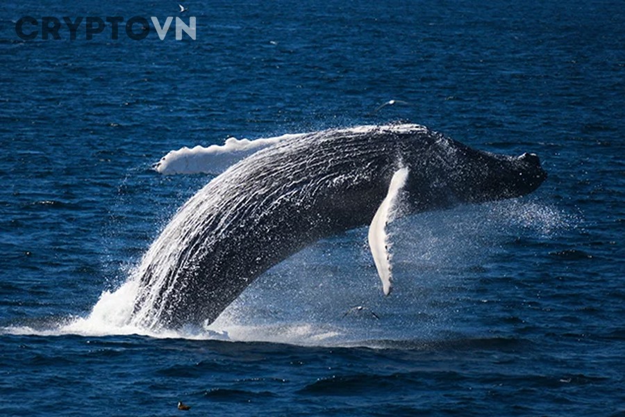 Theo dõi dữ liệu whale on-chain để nhận biết biến động sớm trên thị trường crypto