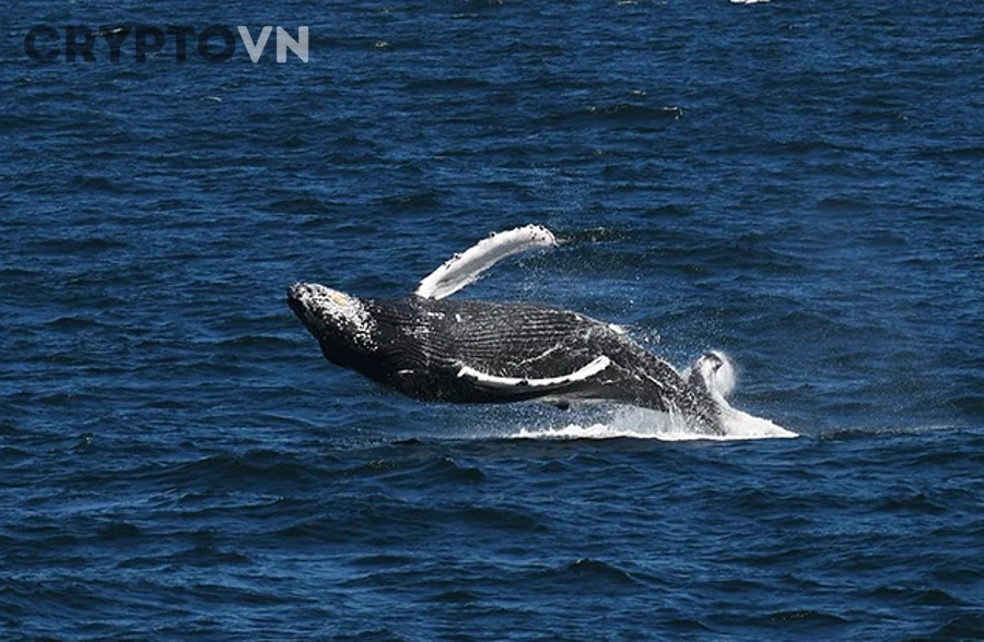 Quy trình 5 bước nào giúp lọc tín hiệu whale xả trước mỗi quyết định giao dịch?