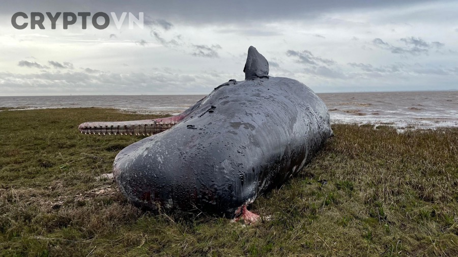 Nhà đầu tư phản ứng thế nào khi nghi ngờ whale đang dump?