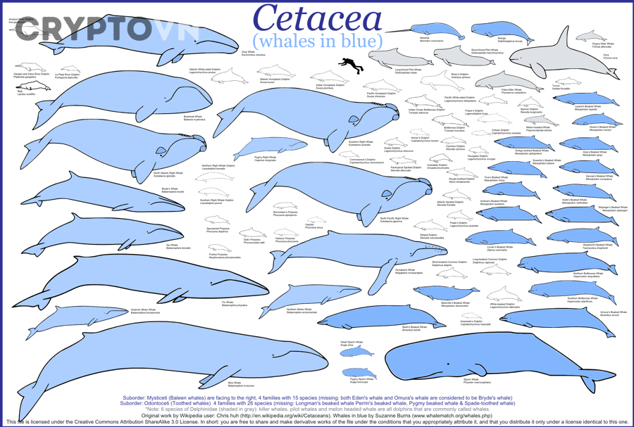 Quy trình đọc danh sách metric whale để ra quyết định