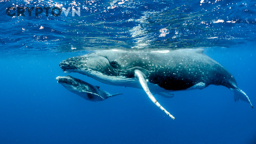 Nhà đầu tư nên kết hợp dữ liệu whale với chỉ báo nào để đọc tín hiệu crypto đúng hơn?