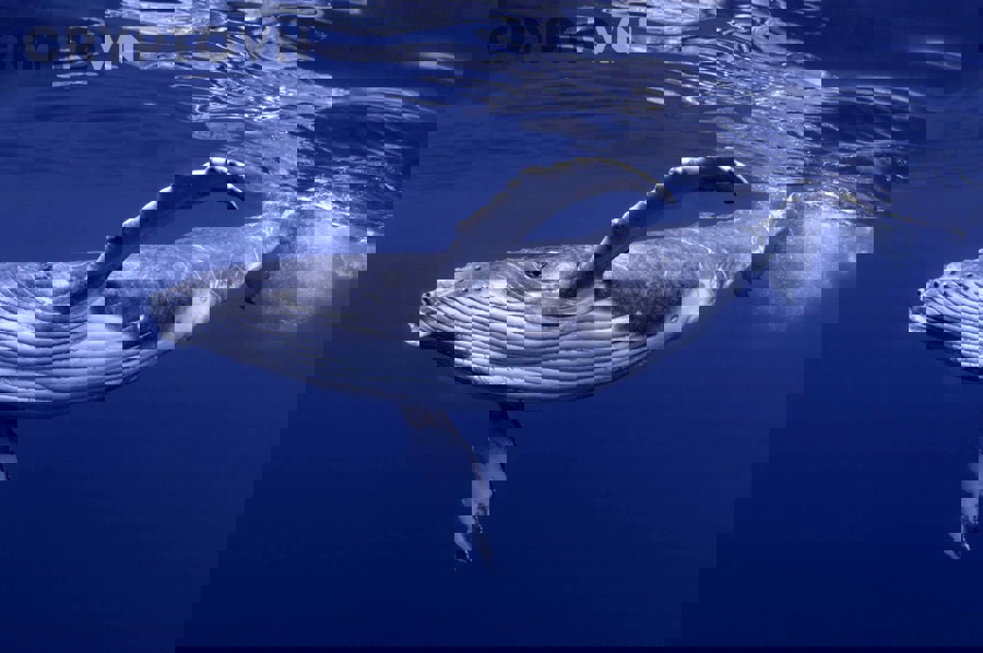 Dữ liệu whale khác nhau thế nào giữa BTC, stablecoin và altcoin vốn hóa nhỏ?