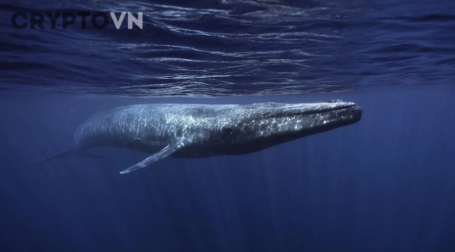 Dữ liệu whale và chuyển động thị trường crypto