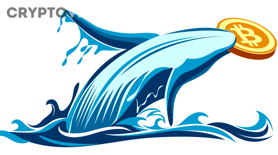 Nhà giao dịch phân tích biểu đồ để xác định tín hiệu whale inflow và áp lực bán