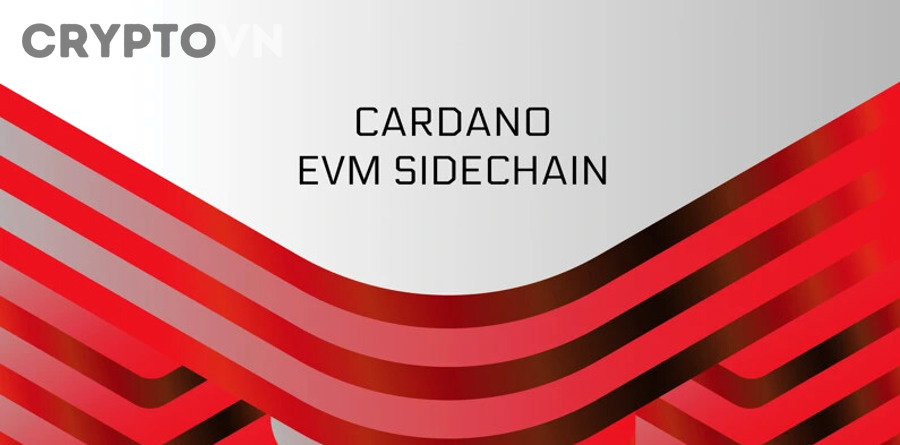 Người mới có nên chọn Cardano hay Polkadot để bắt đầu không?