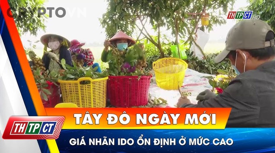 Khái niệm IDO và sự khác biệt giữa IDO với ICO IEO presale