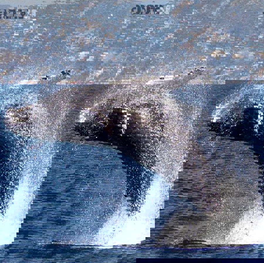 Những công cụ và bối cảnh nào giúp theo dõi whale hiệu quả hơn thay vì đu theo mù quáng?