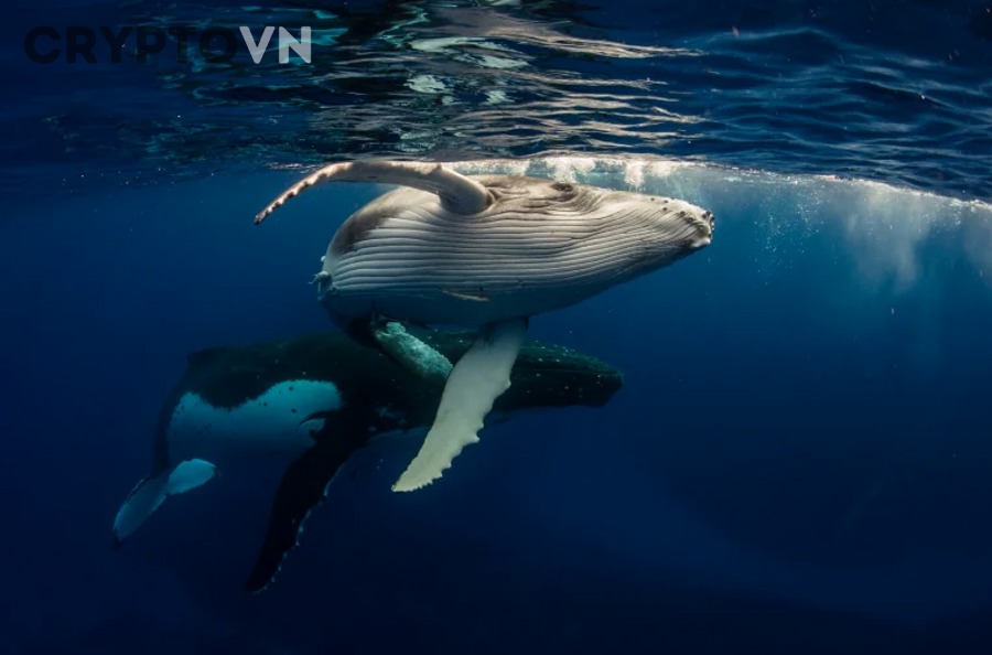 Hướng Dẫn Thiết Lập Cảnh Báo Whale Realtime Để Theo Dõi Dòng Tiền Cá Voi Cho Người Mới