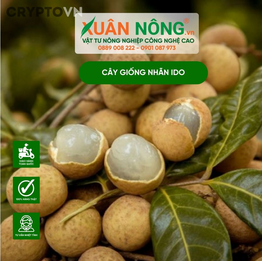 Người mới nên áp dụng quy trình nào để sàng lọc nhanh một kèo IDO trước khi xuống tiền?