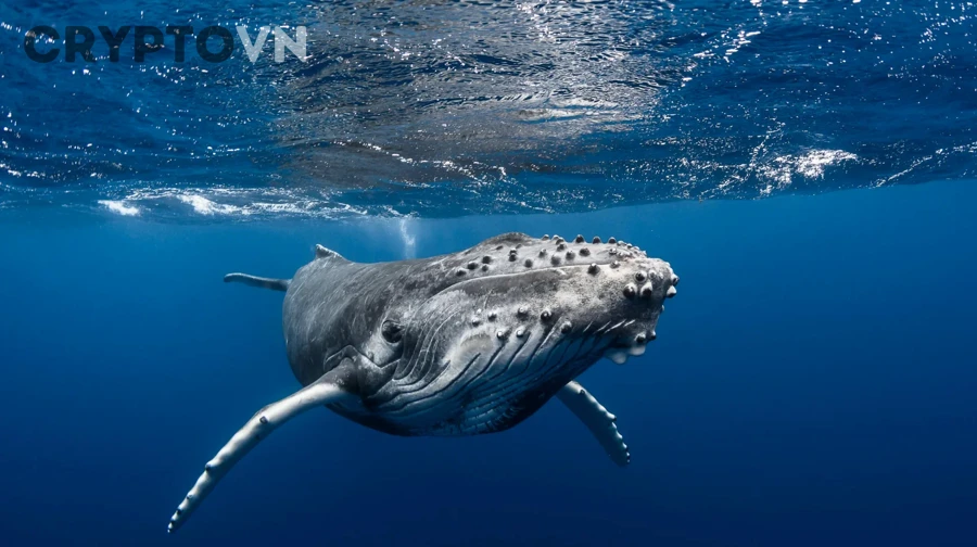 Phân tích tín hiệu whale và chuyển động giá trong crypto