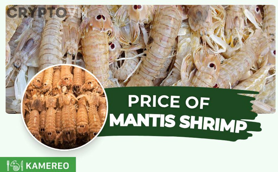 Khái niệm rarity floor price trait trong NFT