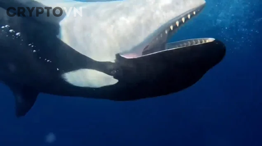 Người mới nên chọn công cụ whale tracker nào theo từng nhu cầu?