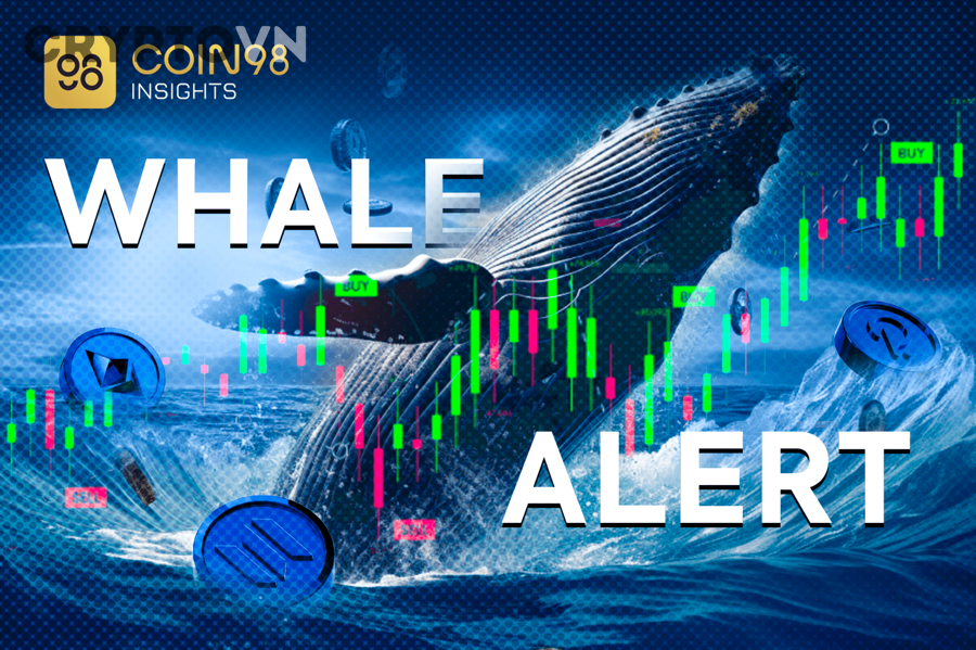 Phân tích volume, order book và tín hiệu whale trên biểu đồ