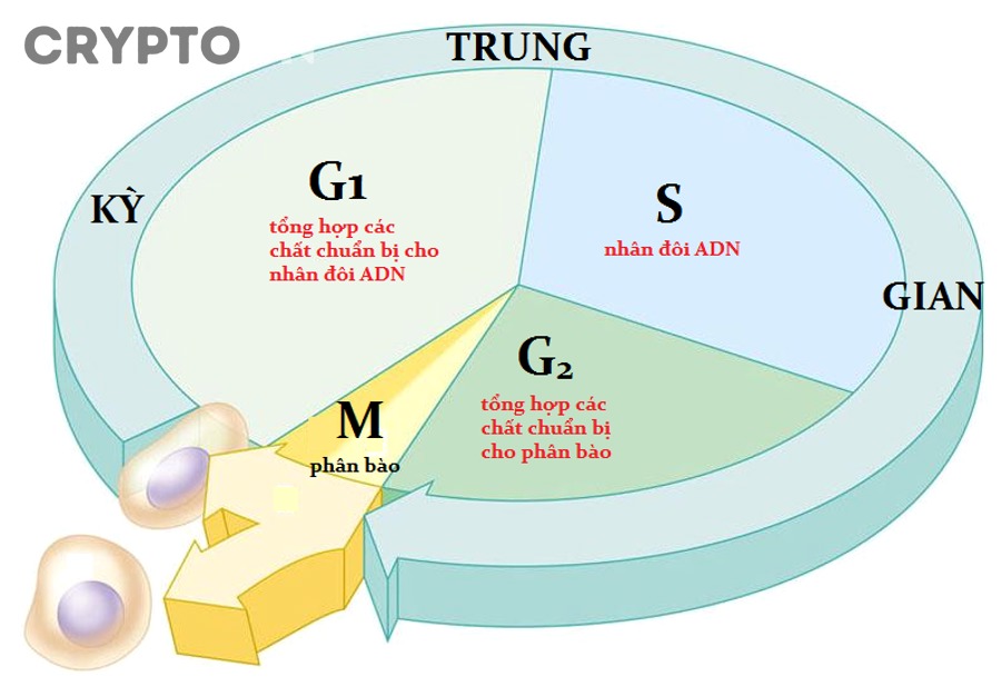 Nhà đầu tư nên hành động thế nào khi nhận ra thị trường đang chuyển pha?