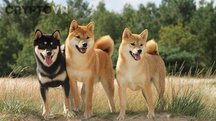 Shiba Inu (SHIB) hoạt động ra sao trong hệ sinh thái Ethereum?